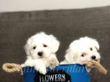 0 Numara Safkan Maltese Terrier Yavrularimiz