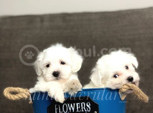 0 Numara Safkan Maltese Terrier Yavrularimiz görsel