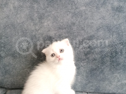 Dünya Tatlıları görsel
