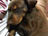 Yavru Dobermanlar