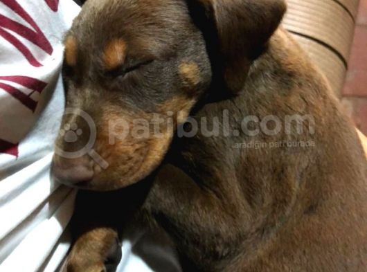 Yavru Dobermanlar