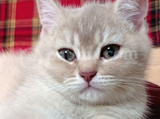 Anne Altından British Shorthair- Brown Yavru görsel