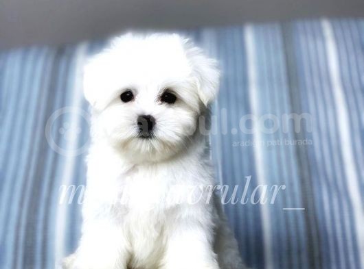 Safkan Maltese Terrier Yavrularimiz