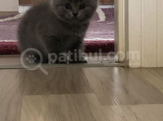Dünya Tatlıları görsel