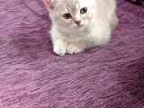 Anne Altından British Shorthair- Brown Yavru