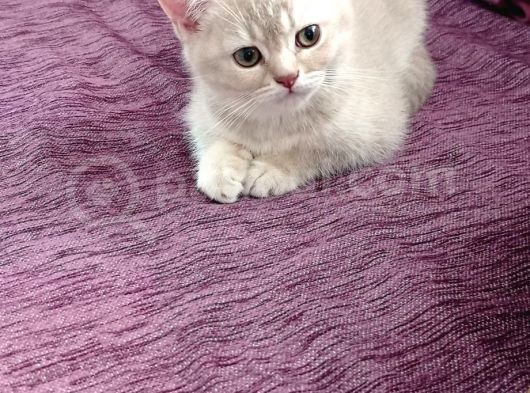 Anne Altından British Shorthair- Brown Yavru görsel