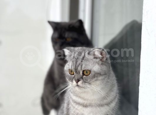 Scotish Fold Dişi Yetişkin Kedim görsel