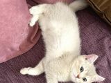 Anne Altından British Shorthair- Brown Yavru