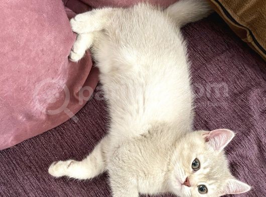 Anne Altından British Shorthair- Brown Yavru