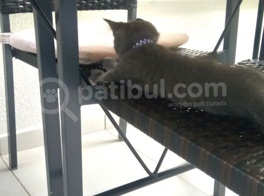 60 Günlük Dünya Tatlısı Shorthair İç Dış Parazit Tamam görsel