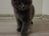 Scottish Fold Uygun 3 Aylık Erkek