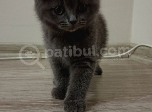 Scottish Fold Uygun 3 Aylık Erkek görsel