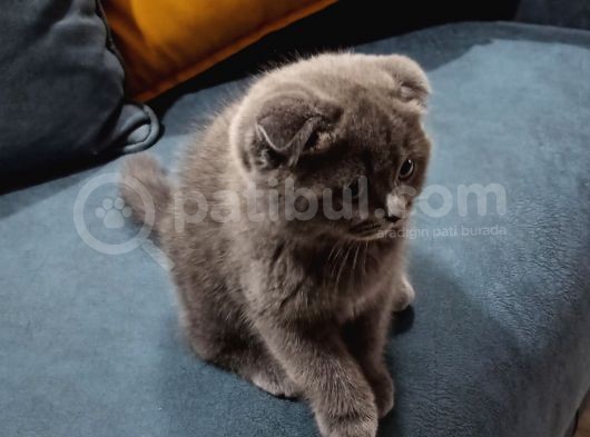 Scottish Fold Uygun 3 Aylık Erkek görsel