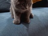 Scottish Fold Uygun 3 Aylık Erkek
