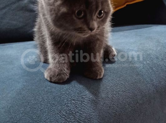 Scottish Fold Uygun 3 Aylık Erkek görsel