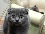 Scottish Fold Uygun 3 Aylık Erkek