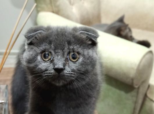 Scottish Fold Uygun 3 Aylık Erkek