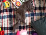Scottish Fold Uygun 3 Aylık Erkek