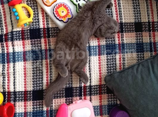 Scottish Fold Uygun 3 Aylık Erkek görsel