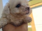 Terier Maltese