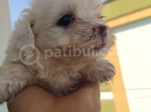 Terier Maltese görsel