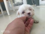 Terier Maltese