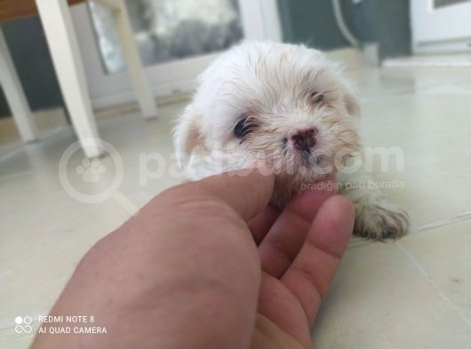 Terier Maltese görsel