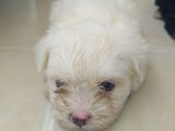 Terier Maltese