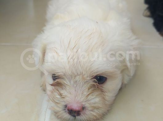 Terier Maltese