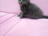 British longhair erkek yavrumuz sahiplendirilcektir 