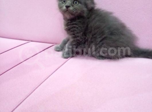 British Longhair Erkek Yavrumuz Sahiplendirilcektir 