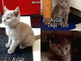 Sevi̇mli̇ Bri̇ti̇sh Yavrular