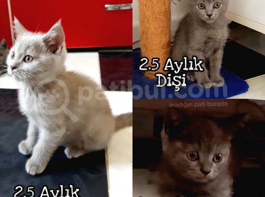 Sevi̇mli̇ Bri̇ti̇sh Yavrular