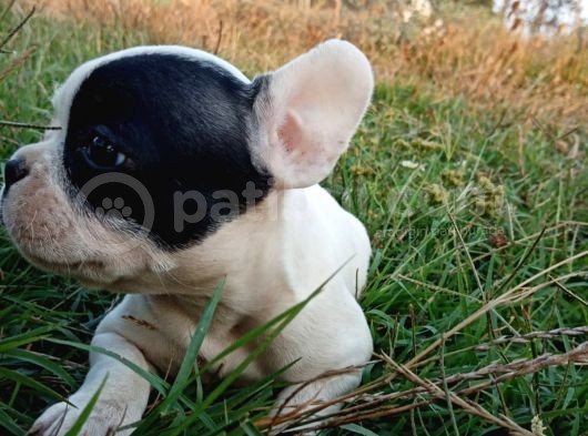 Di̇şi̇ Fransiz Buldog Aşili Karneli̇ A Kali̇te görsel
