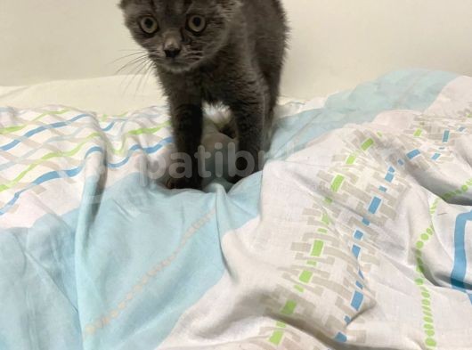 Bri̇ti̇sh Short Hai̇r 2 Aylik Aşili Karneli̇ Erkek görsel