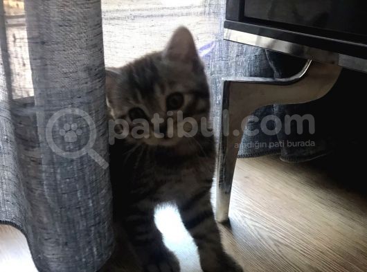 2 Aylık Scottis Fold görsel
