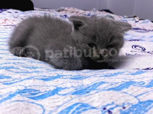 2 Aylık En Tatlı Scottish Fold Yavrular görsel