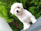 Irkinin en İyi̇leri̇