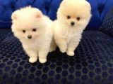 Yavru Pomerani̇an Boo