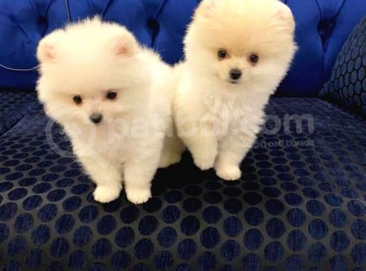 Yavru Pomerani̇an Boo