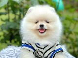Safkan Pomerani̇an Boo Yavrularimiz