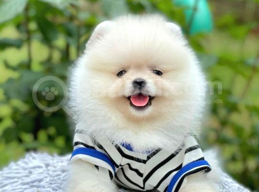 Safkan Pomerani̇an Boo Yavrularimiz