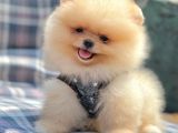 Safkan Pomerani̇an Boo Yavrularimiz