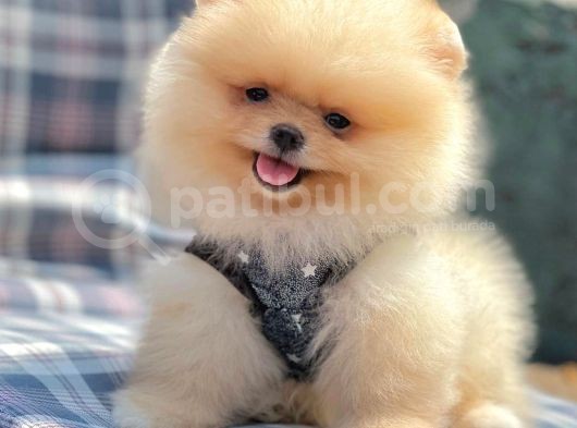 Safkan Pomerani̇an Boo Yavrularimiz görsel