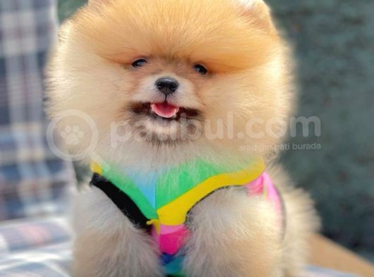 Safkan Pomerani̇an Boo Yavrularimiz görsel