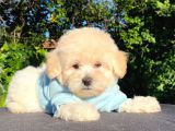 Safkan Malti̇poo Yavrularimiz
