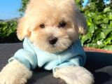 Safkan Malti̇poo Yavrularimiz