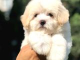 Üst Düzey Kalite Maltıpoo Yavrumuz
