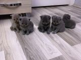 2 Aylık En Tatlı Scottish Fold Yavrular