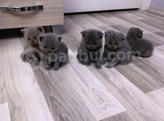 2 Aylık En Tatlı Scottish Fold Yavrular görsel